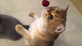 British Golden shorthair cat Floki playing with a cherry