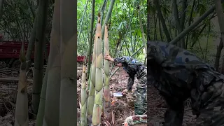 Dig bamboo shoots like a vegetable #harvest #bamboo