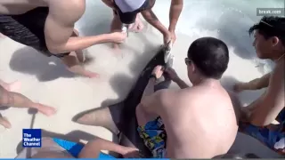 Brothers Rescue Hammerhead Shark in Destin, Florida