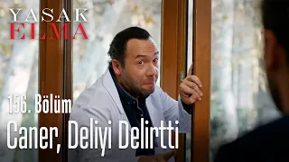 Caner, deliyi delirtti - Yasak Elma 156. Bölüm