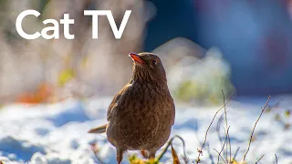 Videos for Cats To Watch - 12 Hours of Birds and Squirrels (HD)