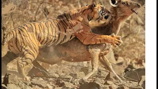 14 CRAZIEST Animal Fights Caught On Camera in you