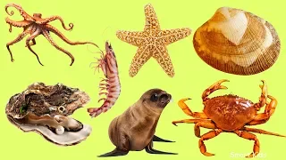Learn names and sounds sea animals | Animals for Kids
