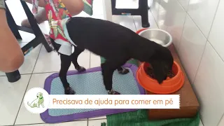 Nina - Fratura de Coluna - Voltou a andar com andar medular / caminhar espinhal Fisio Care Pet