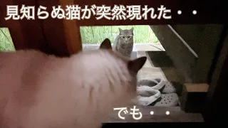 勝手口に 突然 見知らぬ猫が現れた・・でも・・。【玄関先に突然現れた子猫】【保護猫ラグドール】