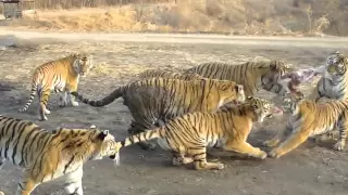 Tigers Eating a goat