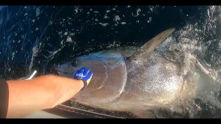 Giant Bluefin Tuna 260 cm, Sweden 2021