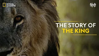 The Story of the King | Savage Kingdom | हिन्दी | Full Episode | S1-E1 | Nat Geo Wild