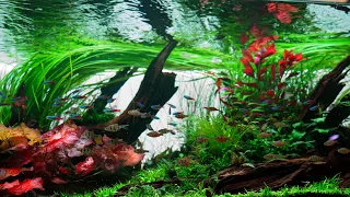 Liquid Nature Aquascape And Planted Aquarium Gallery | Part 1