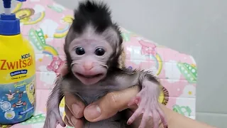 Newborn Baby Monkey Chiki Happy Bathing With Grandma