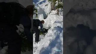 Snowmobilers rescue moose from tree well in Western Newfoundland