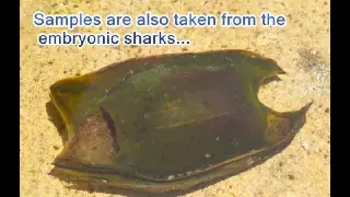 Have our Leopard Sharks been Cloning Themselves?