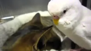 Попугай заигрывает к коту  "У меня ребёнок от тебя"