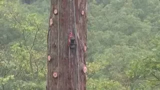 Démontage d'un séquoia géant - FTC Tree