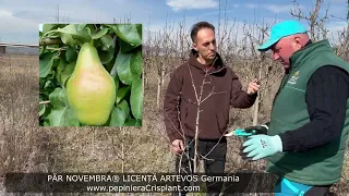 Tăieri la pomi fructiferi: Părul NOVEMBRA anul 3, Pepiniera Crisplant Aiud
