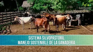 Que es el Sistema Silvopastoril en la Ganaderia - TvAgro por Juan Gonzalo Angel