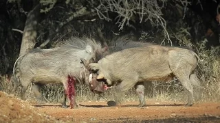 A Bloody Battle of Two Bull Warthogs       _(vid-85_720p)