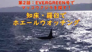 知床・羅臼でホエールウオッチング第2話：EVERGREEN号でマッコウクジラを探す！【ＫＯ旅ちゃんねる】大人旅