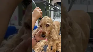 Cocker Spaniel Clip by Lauren Emily Dog Grooming -  Masterclip Cordless MD Roamer Dog Clipper & 7F