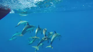 Delfine mitten auf dem Atlantik!