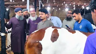 Alhaj Owais Raza Qadri Visit Maweshi Mandi 2023 #cow #mandi #sohrabgothmandi2023 #viral