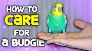 How to Care for a Budgie