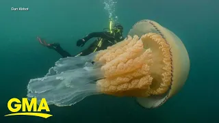 Rare, human-sized jellyfish spotted off UK coast l GMA