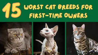 Choosing Your First Cat | 15 Worst Cat Breeds for First-Time Owners