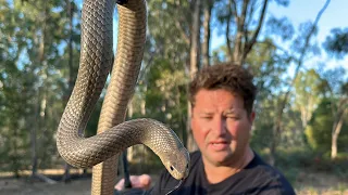 Second most Venomous Snake In The World loses its mind!