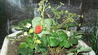 Ремонтантная клубника на подоконнике.  Remontant strawberries on the windowsill.