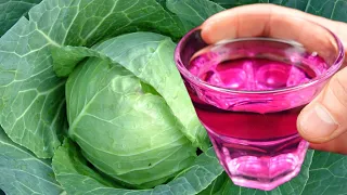 SUPER MEANS FOR CABBAGE FROM PESTS WITHOUT CHEMISTRY