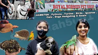 Turtles, Pythons ,Birds , Iguanas Cats Dogs Hedgehog Goats at Royal Hobbies Petshop