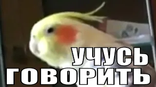 Попугай корелла учится говорить / Parrot corella learns to speak