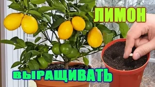 Siz limonni qanday ekish va o'stirishni bilasizmi? Вы знаете, как сажать и выращивать лимоны?