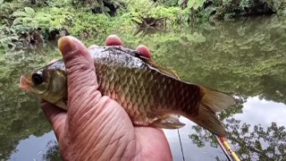 野釣_白匏湖（第二小池）茅廁雅座，土鯽魚，吳郭魚