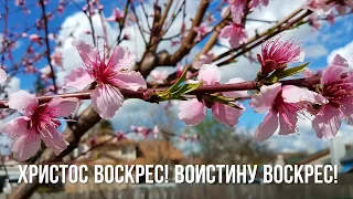 Весна все обновила вновь.