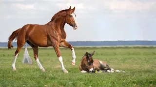Wild Horse Gives Birth To Her Lovely Baby