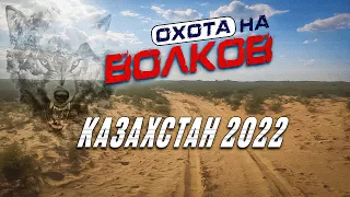 Oхота на волков июнь 2022.Казахстан