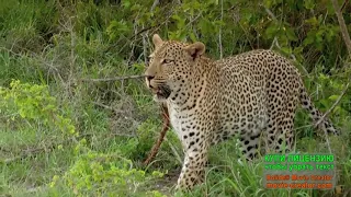 ДИКИЕ ЖИВОТНЫЕ ЮЖНОЙ АФРИКИ Wild animals of South Africa 2 серия