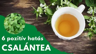 6 Health Benefits of Nettle Tea (you have to know about these!)