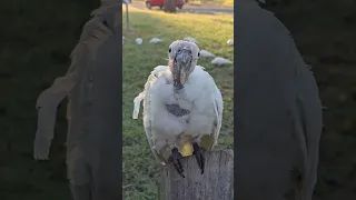 How can you tell when a Cockatoo is sick. Campbelltown