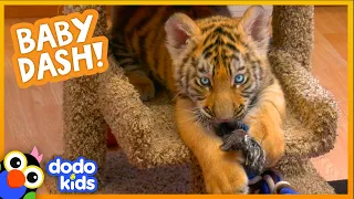 Watch This Baby Tiger Go From Cranky And Tiny To Brave And Big | Baby 2 Big | Dodo Kids