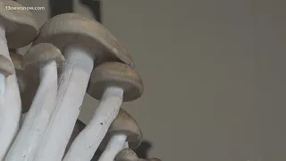 Magic Mushrooms: Virginia lawmakers discuss regulation of psilocybin