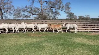 Registered Gray Brahman Heifers-Breeding Age