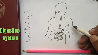 Easy Steps to Draw the Human Digestive System Diagram