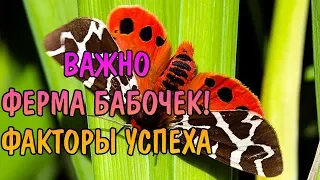 ФЕРМА БАБОЧЕК. ФАКТОР УСПЕХА