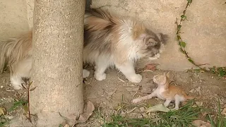 Orphan Kitten Calling His Nursing Mother Cat But She Is Not Listening To Him