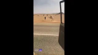 this guy steals a baby camel from his mom #shorts
