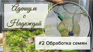 Старт марафона Адениум с Надеждой. Обработка семян.