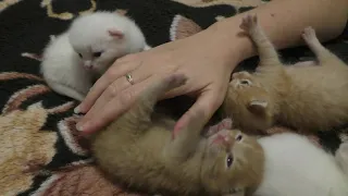 Милые и ласковые котята ИЩУТ ХОЗЯИНА!!! Котятам 1 неделя) ОТДАМ КОТЯТ